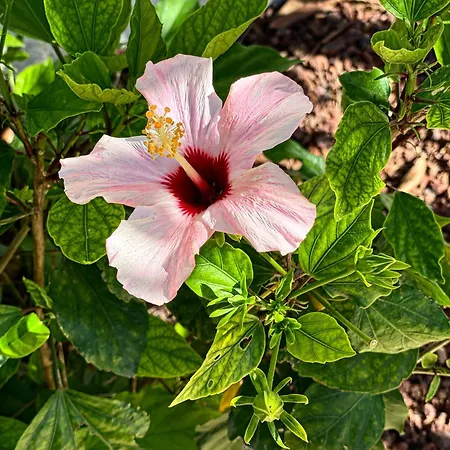 ヴィラ Fenomenale Met Groot Prive Zwembad Casa Merle *