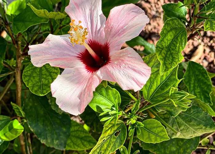 Villa Fenomenale Met Groot Privé Zwembad Casa Merle *